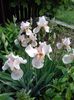 Iris roz 4lei/rizom