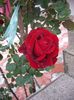 IMGP0516