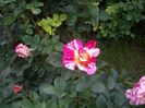 IMGP0488