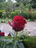 IMGP0491