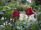 IMGP0492