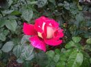 IMGP0501
