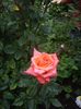 IMGP0529