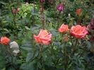 IMGP0530