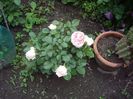 IMGP0544