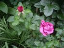 IMGP0551