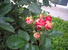 IMGP0568