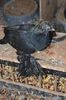Negru 2