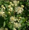 Clematis Vitalba