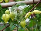 Clematis Chisanensis Korean Beauty - 3 seminte - 5 RON