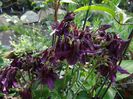 multumesc Flora !