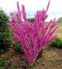 Cercis Chinesis - Chinese redbud