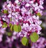 California Redbud - Cercis Occidentalis