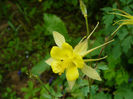 Orlik Spring Magic Yellow