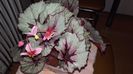 Begonia_Credneri[1]