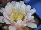 Gymnocalycium-saglionis