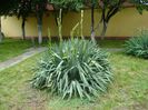 Yucca filamentosa, tije florale