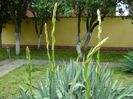 Yucca filamentosa, tije florale