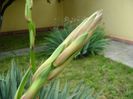 Yucca filamentosa, tije florale