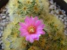 Mammillaria carmenae