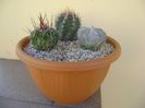 Grup de 3 cactusi