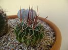 Echinofossulocactus multicostatus