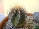 Thelocactus bicolor ssp. pottsii