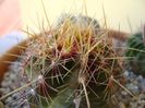 Thelocactus bicolor ssp. pottsii, detaliu