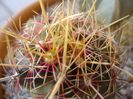Thelocactus bicolor ssp. pottsii, detaliu
