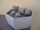 Grup de 5 epithelantha & 2 Lithops fulviceps