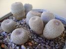 Grup de 5 epithelantha & 2 Lithops fulviceps