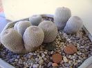 Grup de 5 epithelantha & 2 Lithops fulviceps