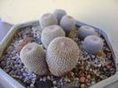 Grup de 5 epithelantha & 2 Lithops fulviceps