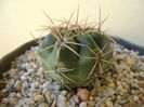 Gymnocalycium monvillei