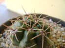 Gymnocalycium monvillei