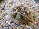 Gymnocalycium gibbosum