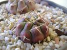 Gymnocalycium asterium v. minimum