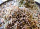 Gymnocalycium damsii v. tucavocense