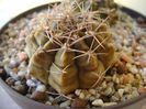 Gymnocalycium damsii v. tucavocense