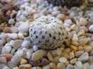 Mammillaria pectinifera