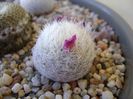 Mammillaria humboldtii