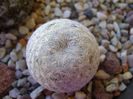 Mammillaria egregia