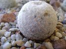 Mammillaria egregia