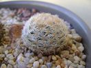 Mammillaria gasseriana SB1164 Rodeo, Durango