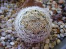 Mammillaria gasseriana SB1164 Rodeo, Durango