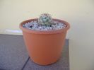 Mammillaria schumannii v. globosa