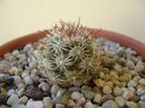 Mammillaria schumannii v. globosa