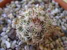 Mammillaria schumannii v. globosa