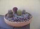 Grup de 4 Echinocereus