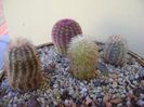 Grup de 4 Echinocereus